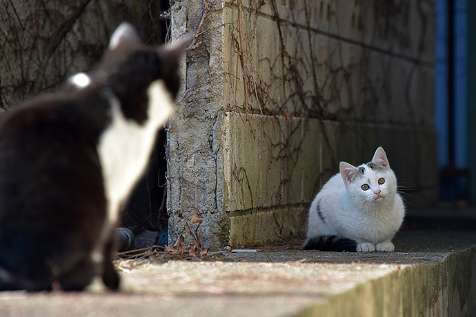 街のねこたち