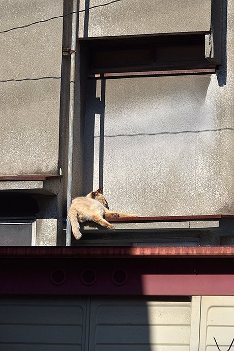 街のねこたち