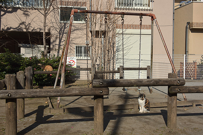 街のねこたち
