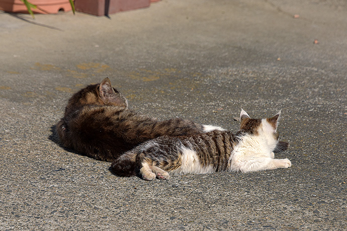 街のねこたち