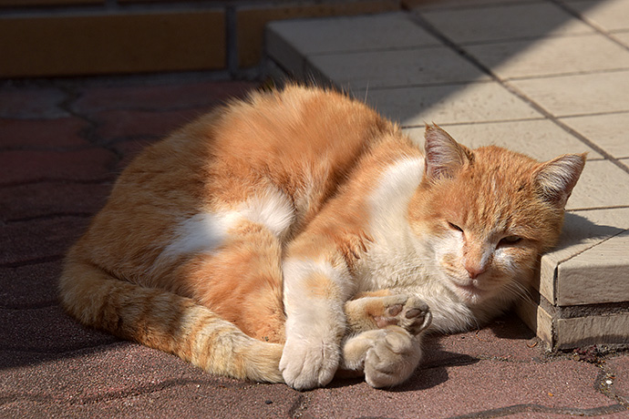 街のねこたち