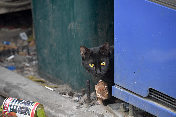 街のねこたち