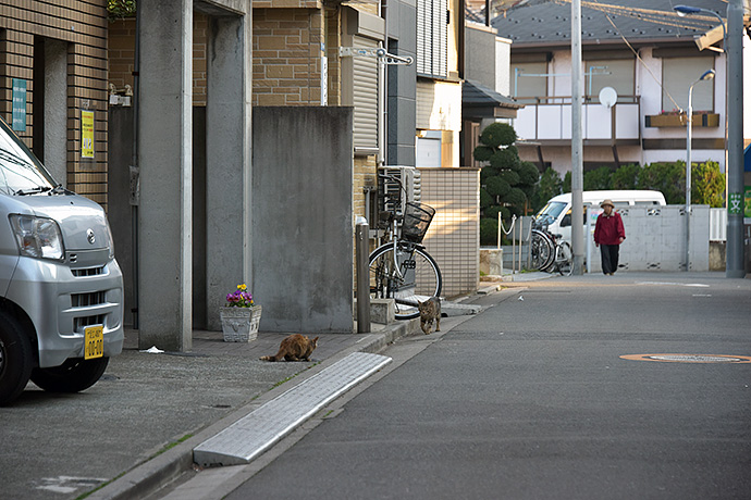 街のねこたち