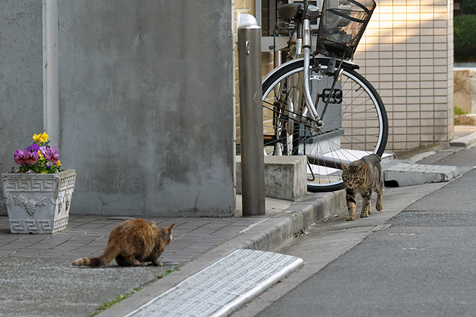 街のねこたち