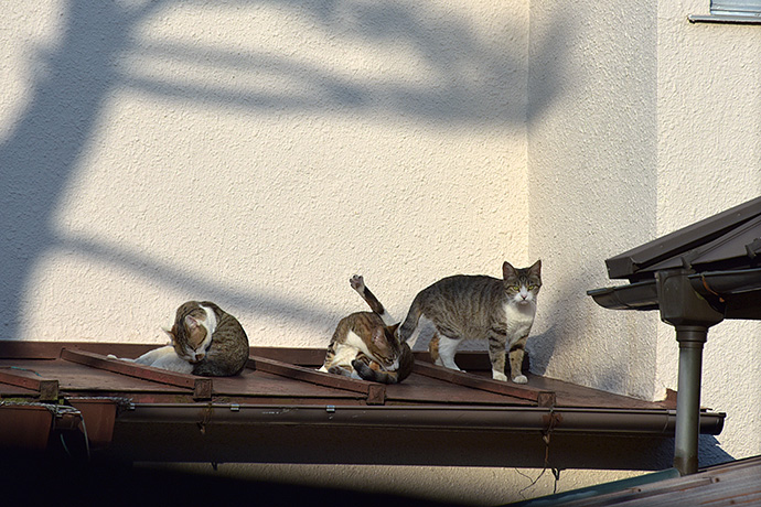 街のねこたち