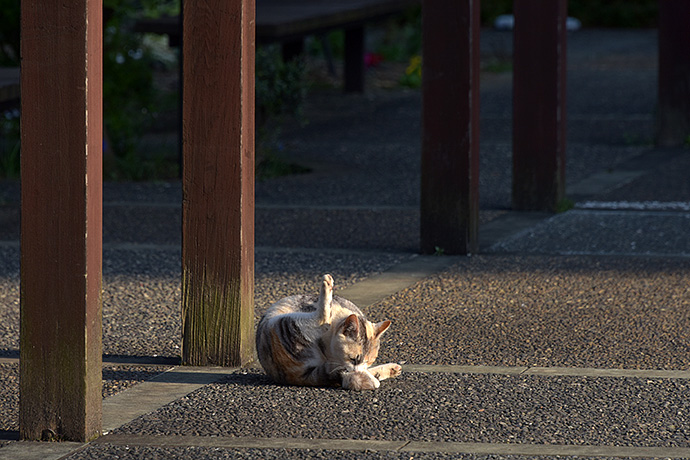 街のねこたち