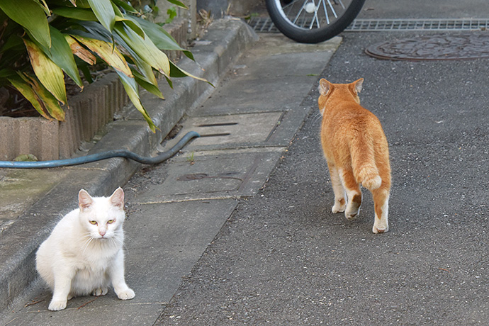 街のねこたち