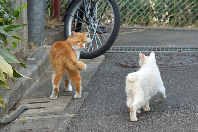 街のねこたち