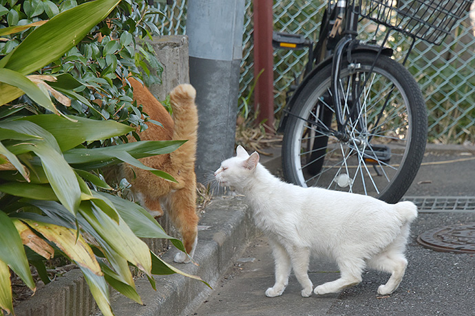 街のねこたち