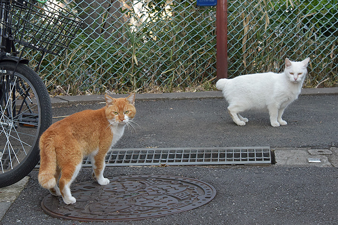 街のねこたち