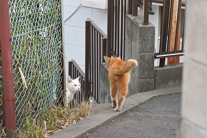 街のねこたち