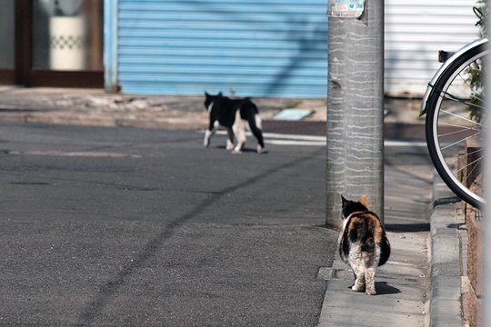 街のねこたち