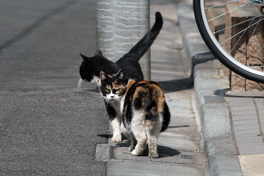 街のねこたち