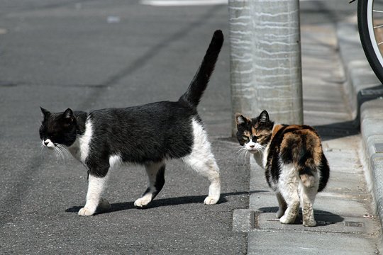 街のねこたち