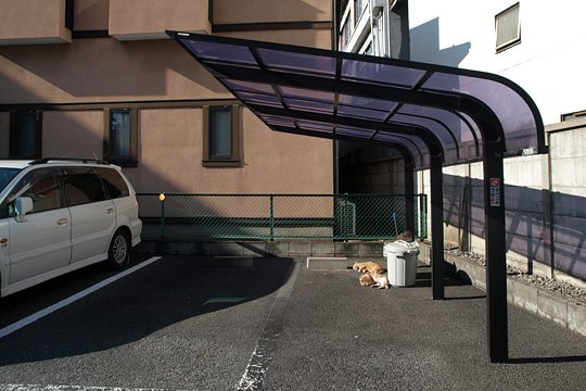 街のねこたち