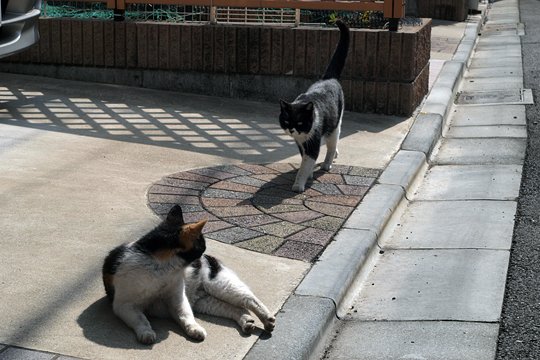 街のねこたち