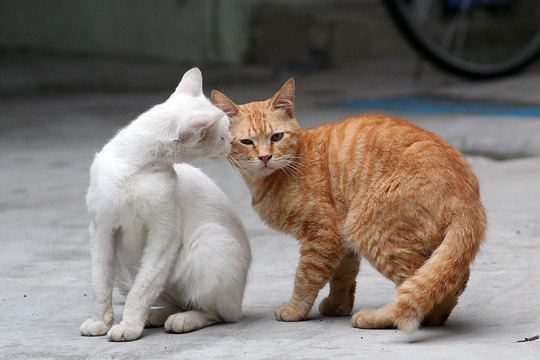街のねこたち