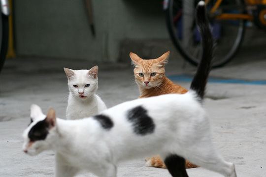 街のねこたち
