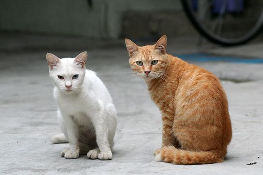 街のねこたち