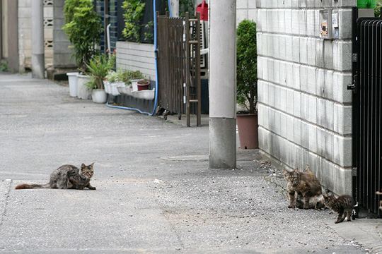 街のねこたち