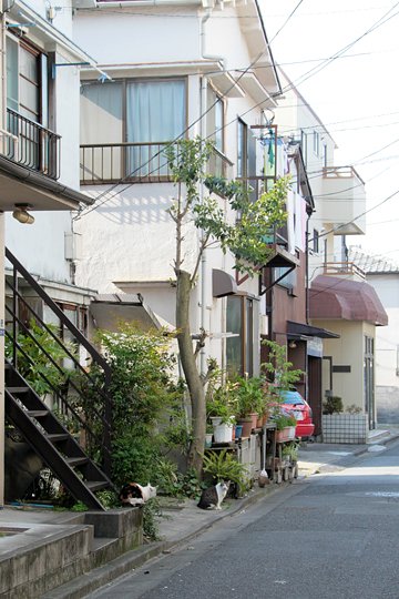 街のねこたち
