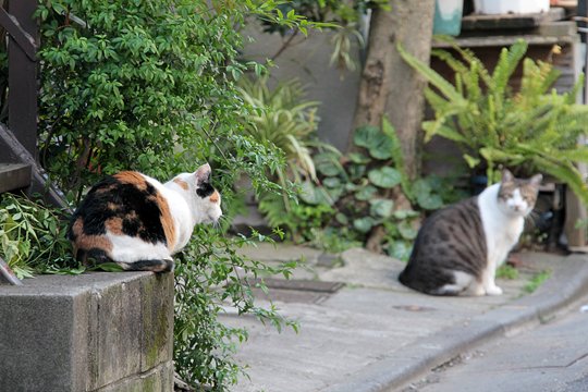 街のねこたち