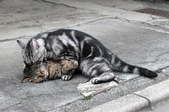 街のねこたち