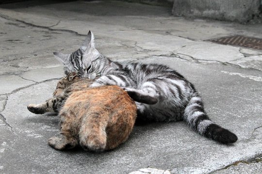 街のねこたち