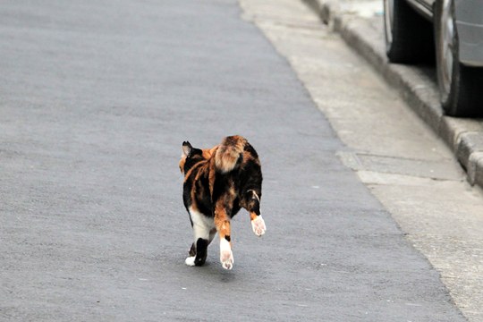 街のねこたち