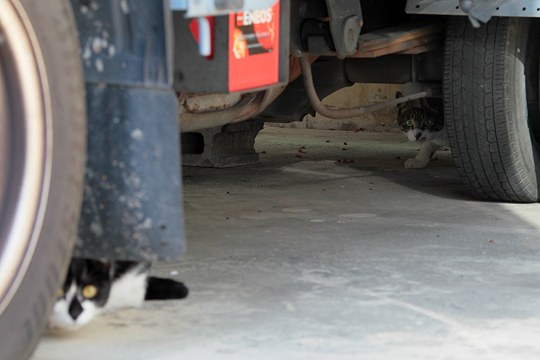 街のねこたち