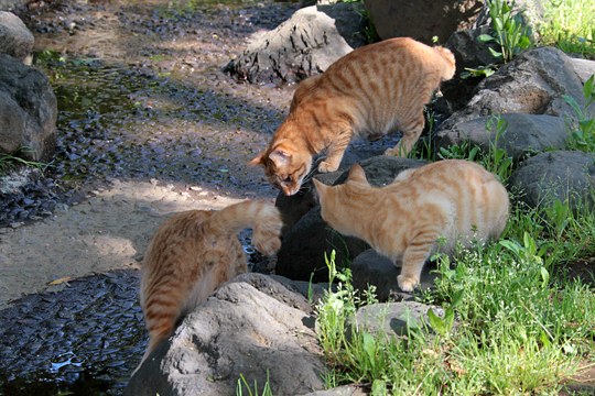 街のねこたち