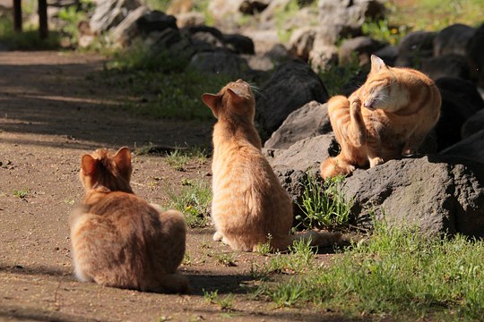 街のねこたち