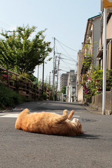 街のねこたち