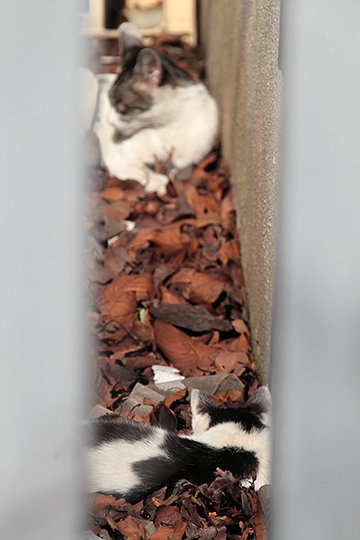 街のねこたち