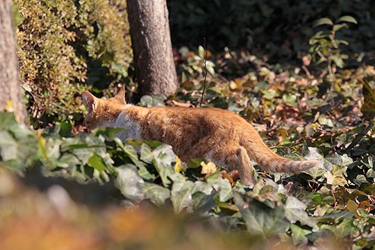 街のねこたち