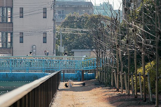 街のねこたち