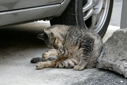 街のねこたち