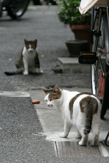 街のねこたち