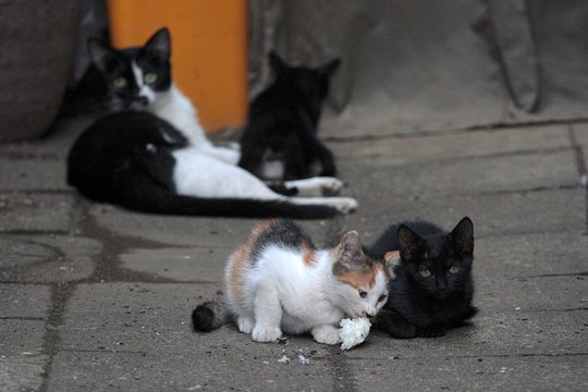 街のねこたち