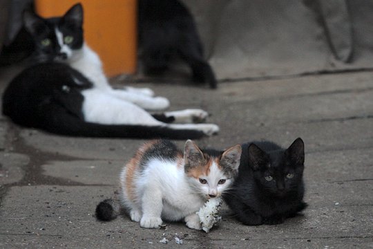 街のねこたち