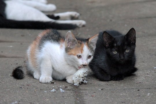 街のねこたち