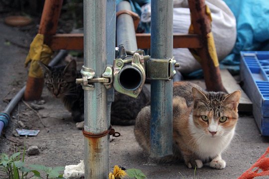 街のねこたち