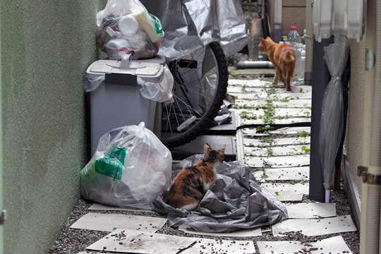 街のねこたち