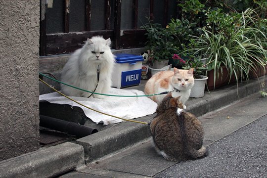 街のねこたち