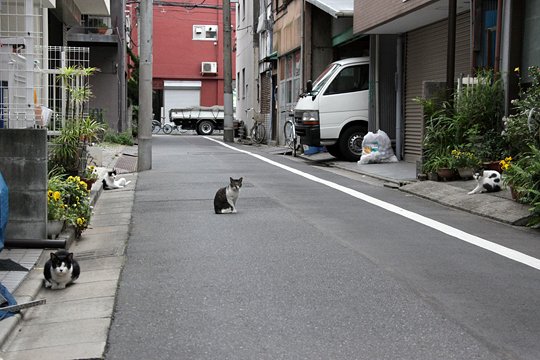 街のねこたち