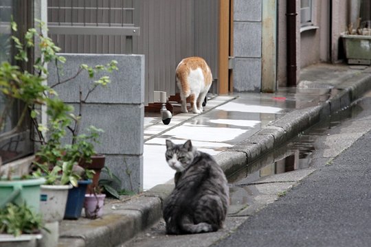 街のねこたち