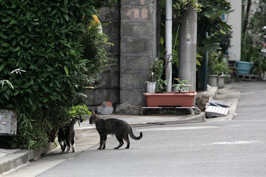 街のねこたち