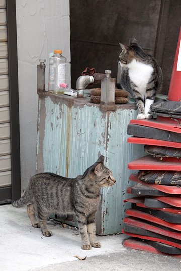 街のねこたち