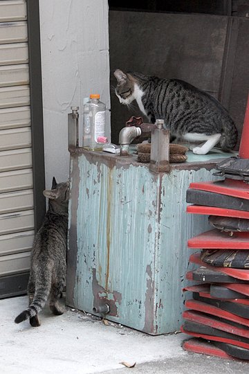 街のねこたち