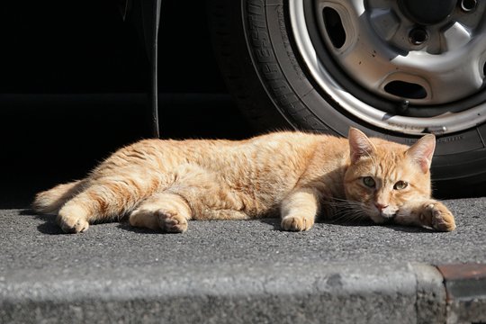 街のねこたち